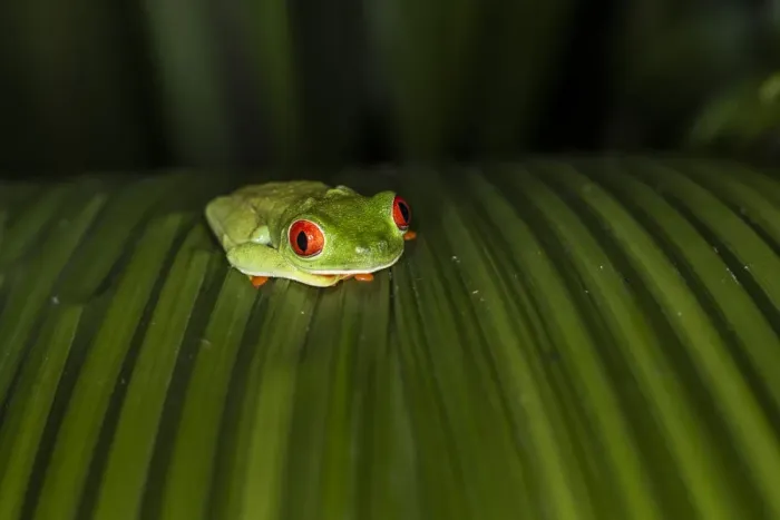 Framed Print : Red-Eyed Tree Frog (Agalychnis callidryas), Boca Tapada, Alajuela Province, Costa Rica Framed Print : Red-Eyed Tree Frog (Agalychnis callidryas), Boca Tapada, Alajuela Province, Costa Rica