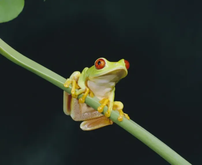 Framed Print : Red eyed tree frog (Agalythnis Callidryas) Framed Print : Red eyed tree frog (Agalythnis Callidryas)