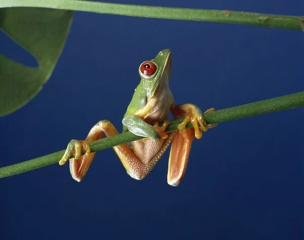 Red-eyed tree frog (Agalythnis callidryas), South America