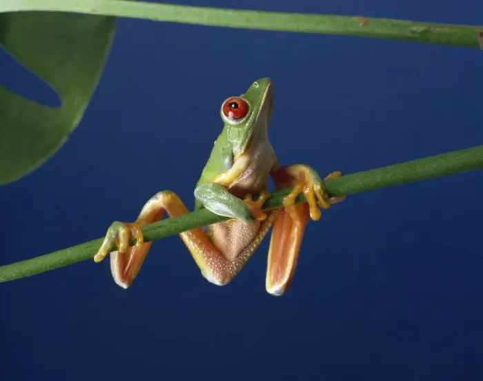 Framed Print : Red-eyed tree frog (Agalythnis callidryas), South America Framed Print : Red-eyed tree frog (Agalythnis callidryas), South America