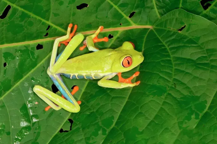 Framed Print : Red-eyed tree frog (red-eyed leaf frog) (Agalychnis callidryas) sitting on leaf, Costa Rica Framed Print : Red-eyed tree frog (red-eyed leaf frog) (Agalychnis callidryas) sitting on leaf, Costa Rica