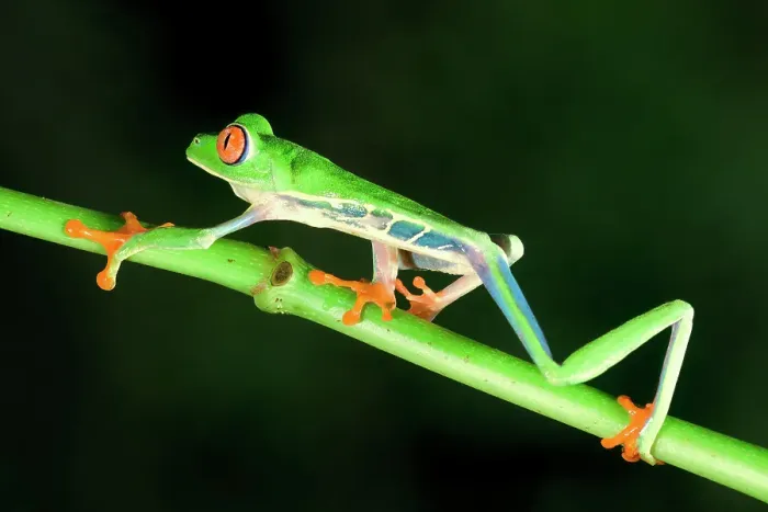 Framed Print : Red-eyed tree frog (red-eyed leaf frog) (Agalychnis callidryas) walking over a branch, Costa Rica Framed Print : Red-eyed tree frog (red-eyed leaf frog) (Agalychnis callidryas) walking over a branch, Costa Rica