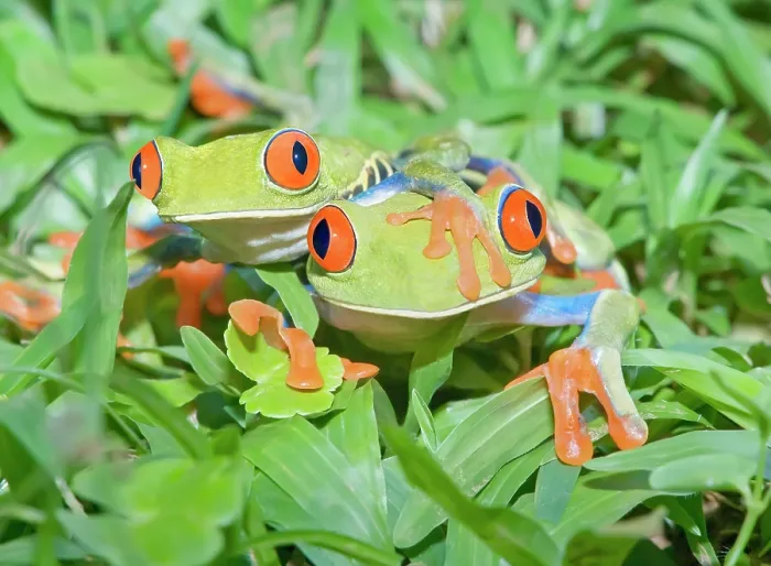 Framed Print : Red-eyed Tree frogs (Agalychins callydrias) together, Costa Rica Framed Print : Red-eyed Tree frogs (Agalychins callydrias) together, Costa Rica