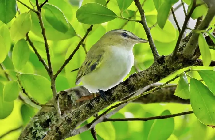 Framed Print : Red Eyed Vireo (vireo olivaceus), a small songbird common throughout the Americas, Bermuda, North Atlantic, North America Framed Print : Red Eyed Vireo (vireo olivaceus), a small songbird common throughout the Americas, Bermuda, North Atlantic, North America