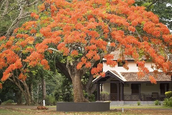 A red flowering tree in the grounds of Kabini River Lodge, Karnataka, India, Asia
