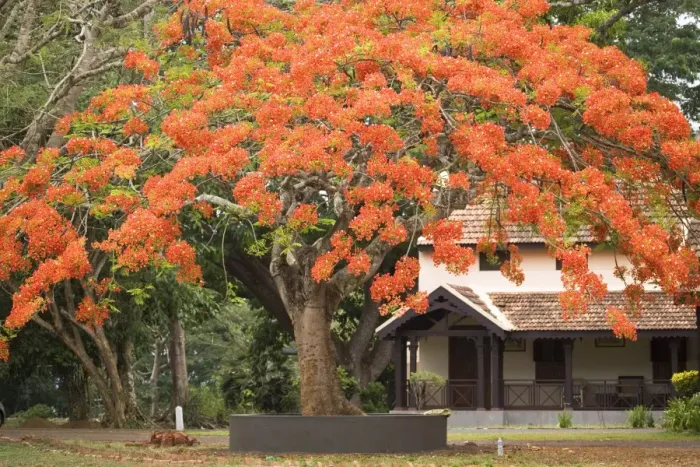 Framed Print : A red flowering tree in the grounds of Kabini River Lodge, Karnataka, India, Asia Framed Print : A red flowering tree in the grounds of Kabini River Lodge, Karnataka, India, Asia