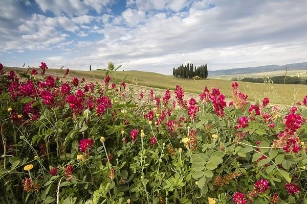 Red flowers frame the gentle green hills of Val d Orcia, UNESCO World Heritage Site
