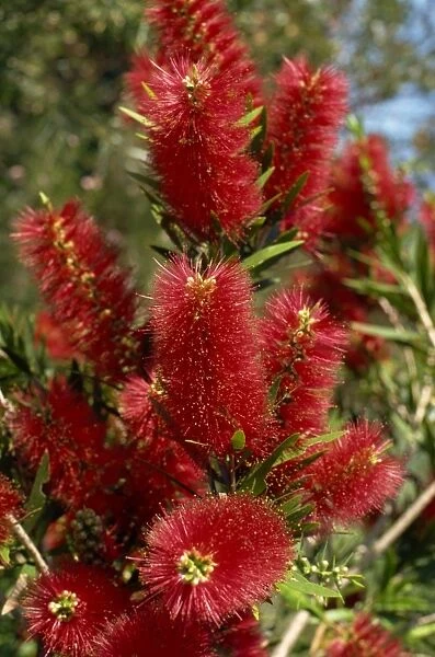 Red flowers of the native bottle brush bush, a wild flower of Australia, Pacific