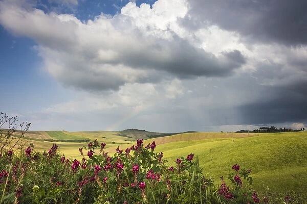 Red flowers and rainbow frame the green hills and farmland of Crete Senesi (Senese Clays)