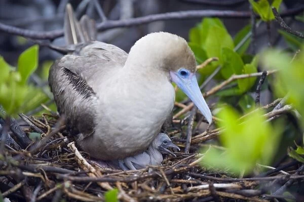 Red footed booby and chick, Isla Genovesa, Galapagos Islands, UNESCO World Heritage Site