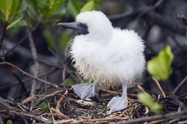 Red footed booby chick (Sula sula), Isla Genovesa, Galapagos Islands, UNESCO World Heritage Site