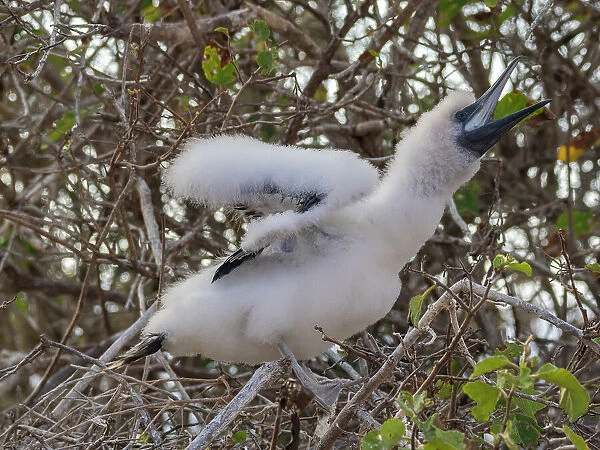 A red-footed booby (Sula sula) chick in a tree at Punta Pitt, San Cristobal Island, Galapagos Islands, UNESCO World Heritage Site, Ecuador, South America