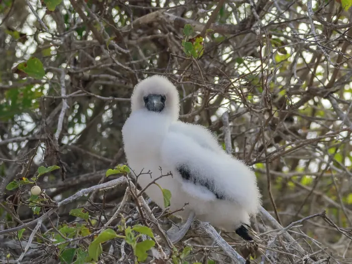Framed Print : A red-footed booby (Sula sula) chick in a tree at Punta Pitt, San Cristobal Island, Galapagos Islands, UNESCO World Heritage Site, Ecuador, South America Framed Print : A red-footed booby (Sula sula) chick in a tree at Punta Pitt, San Cristobal Island, Galapagos Islands, UNESCO World Heritage Site, Ecuador, South America
