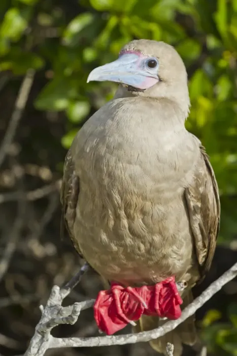 Framed Print : Red-footed booby (Sula sula), Genovesa Island, Galapagos Islands, UNESCO World Heritage Site, Ecuador, South America Framed Print : Red-footed booby (Sula sula), Genovesa Island, Galapagos Islands, UNESCO World Heritage Site, Ecuador, South America
