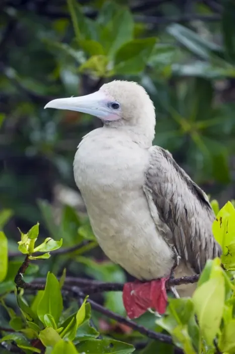 Framed Print : Red footed booby (Sula sula), Isla Genovesa, Galapagos Islands, UNESCO World Heritage Site Framed Print : Red footed booby (Sula sula), Isla Genovesa, Galapagos Islands, UNESCO World Heritage Site