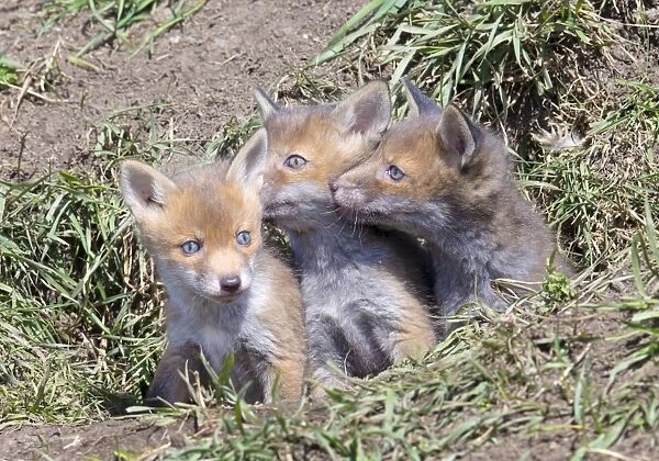 Red Fox Cubs (Vulpes vulpes), Middlesborough, United Kingdom, Europe