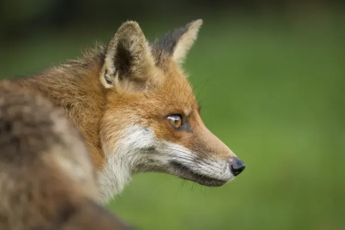 Framed Print : Red fox head portrait, Suffolk, England, United Kingdom, Europe Framed Print : Red fox head portrait, Suffolk, England, United Kingdom, Europe