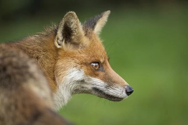 Red fox head portrait, Suffolk, England, United Kingdom, Europe