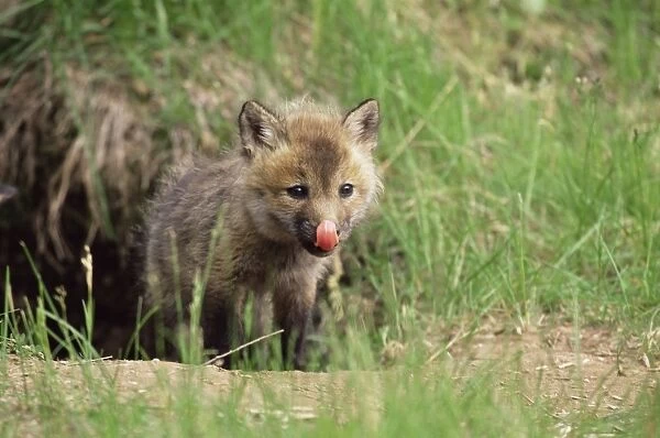 Red fox kit (Vulpes fulva)