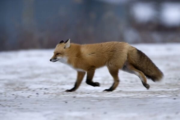 Red fox, Vulpes vulpes, Churchill, Manitoba, Canada, North America