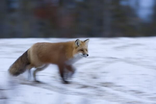 Red fox, Vulpes vulpes, Churchill, Manitoba, Canada, North America
