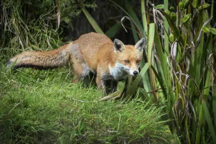 Framed Print : Red fox (Vulpes vulpes), Devon, England, United Kingdom, Europe Framed Print : Red fox (Vulpes vulpes), Devon, England, United Kingdom, Europe