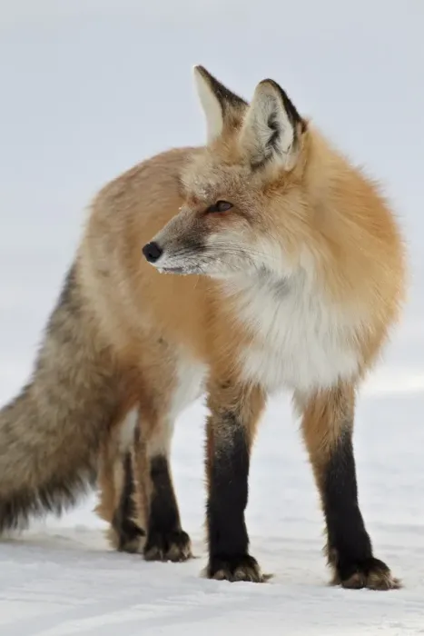 Framed Print : Red fox (Vulpes vulpes) in the snow, Grand Teton National Park, Wyoming, United States of America, North America Framed Print : Red fox (Vulpes vulpes) in the snow, Grand Teton National Park, Wyoming, United States of America, North America
