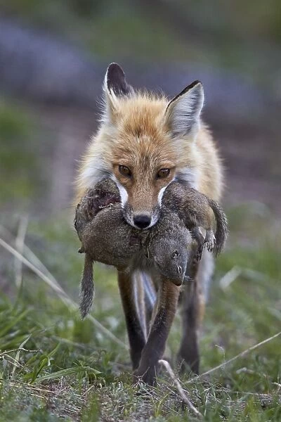 Red fox (Vulpes vulpes) (Vulpes fulva) carrying Uinta ground squirrel (Urocitellus armatus) prey