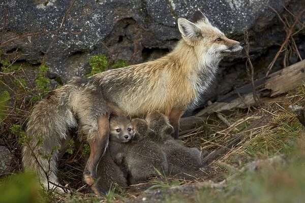 Red fox (Vulpes vulpes) (Vulpes fulva) vixen nursing her kits, Yellowstone National Park