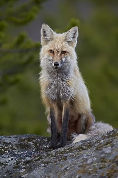 Red Fox (Vulpes vulpes or Vulpes fulva), Yellowstone National Park, Wyoming, United