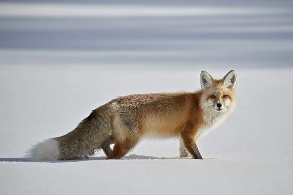 Red fox (Vulpes vulpes) (Vulpes fulva) in the snow in winter, Grand Teton National Park