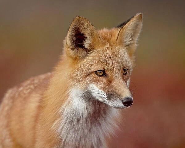 Red fox (Vulpes vulpes) (Vulpes fulva), Denali National Park and Preserve