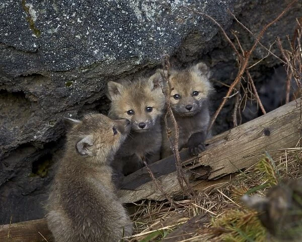 Red Fox (Vulpes vulpes or Vulpes fulva) kits, Yellowstone National Park, Wyoming