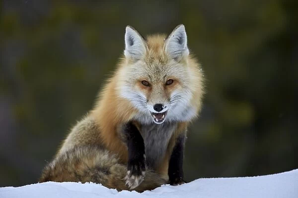 Red Fox (Vulpes vulpes) (Vulpes fulva) in the snow, Grand Teton National Park, Wyoming