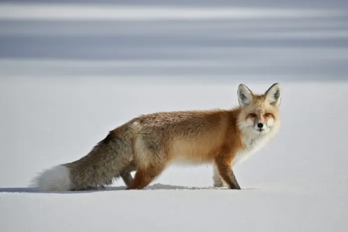 Framed Print : Red fox (Vulpes vulpes) (Vulpes fulva) in the snow in winter, Grand Teton National Park Framed Print : Red fox (Vulpes vulpes) (Vulpes fulva) in the snow in winter, Grand Teton National Park