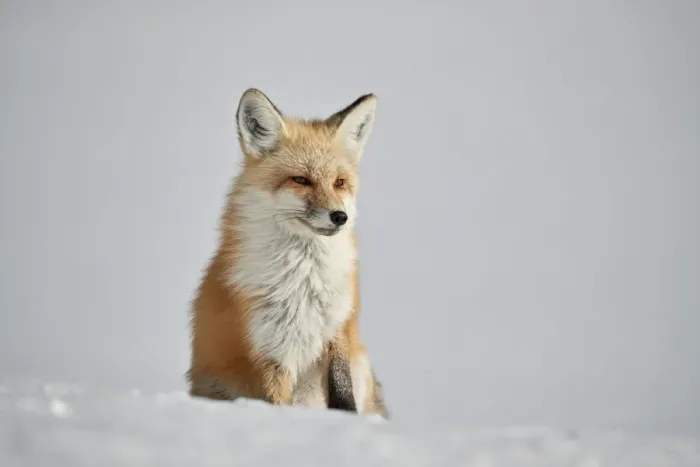Framed Print : Red fox (Vulpes vulpes) (Vulpes fulva) in the snow in winter, Grand Teton National Park Framed Print : Red fox (Vulpes vulpes) (Vulpes fulva) in the snow in winter, Grand Teton National Park