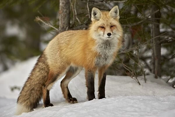 Red Fox (Vulpes vulpes) (Vulpes fulva) in winter, Grand Teton National Park, Wyoming