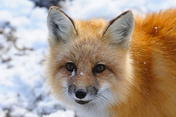 Red fox, Wapusk National Park, Manitoba, Canada, North America
