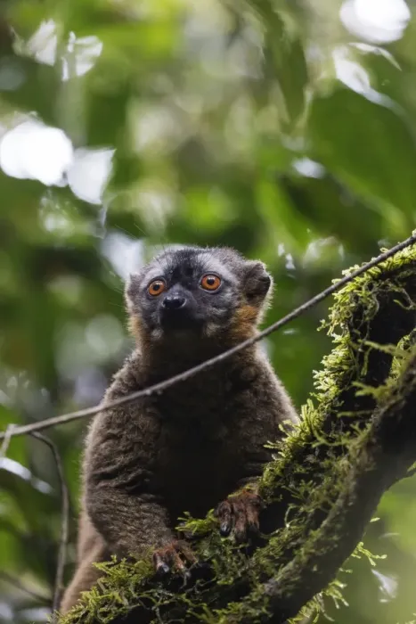 Framed Print : Red-fronted brown lemur (Eulemur rufifrons), Ranomafana National Park, central area Framed Print : Red-fronted brown lemur (Eulemur rufifrons), Ranomafana National Park, central area