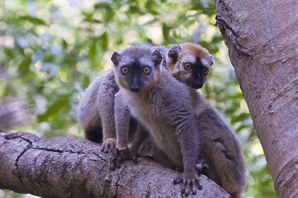 Red-fronted Brown Lemur (Eulemur rufifrons), Berenty Private Reserve, Madagascar, Africa