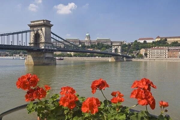Red geraniums and the Chain Bridge (Szechenyi Lanchid) over the River Danube
