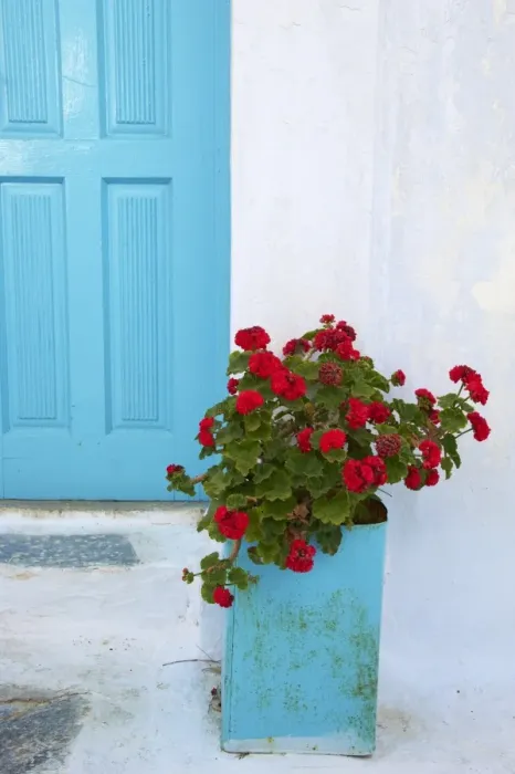 Framed Print : Red geraniums, Chora, Amorgos, Cyclades, Aegean, Greek Islands, Greece, Europe