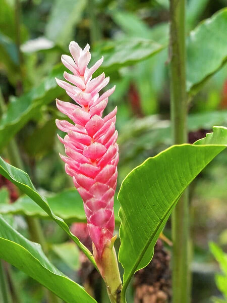 Red ginger (Alpinia purpurata) growing in the rainforest at Playa Blanca, Costa Rica, Central America
