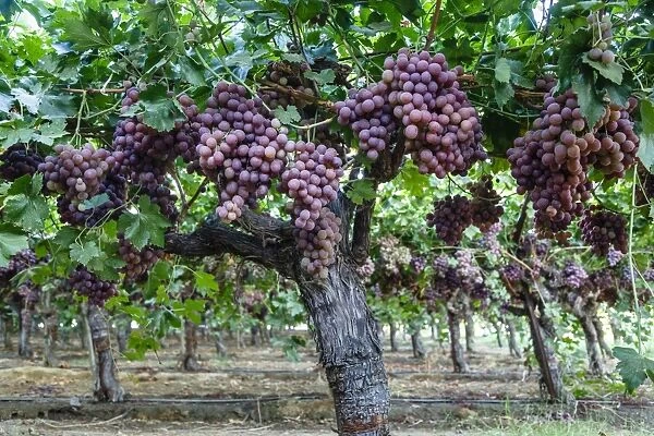 Red Globe grapes at a vineyard, San Joaquin Valley, California, United States of America, North America