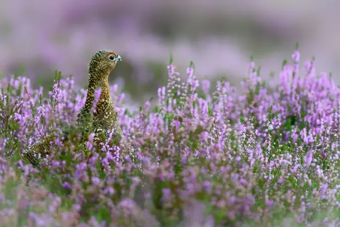 Framed Print : Red grouse in the heather, Scotland, United Kingdom, Europe Framed Print : Red grouse in the heather, Scotland, United Kingdom, Europe
