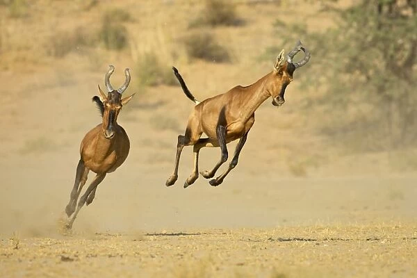 Two red hartebeest (Alcelaphus buselaphus) running and playing