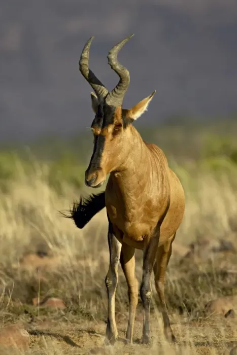 Framed Print : Red hartebeest (Alcelaphus buselaphus) Framed Print : Red hartebeest (Alcelaphus buselaphus)