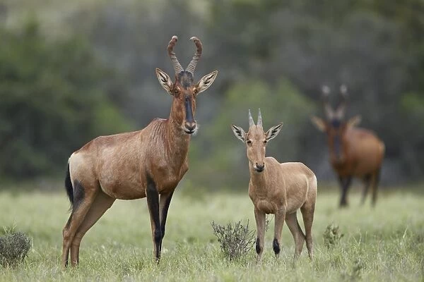 Red Hartebeest (Alcelaphus buselaphus) cow and calf, Addo Elephant National Park