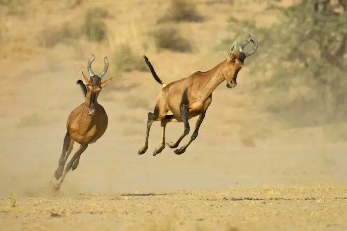 Framed Print : Two red hartebeest (Alcelaphus buselaphus) running and playing Framed Print : Two red hartebeest (Alcelaphus buselaphus) running and playing