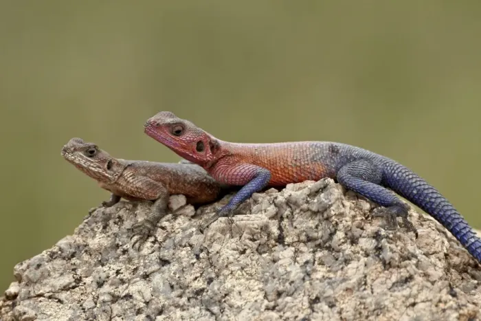 Framed Print : Red-headed agama (Agama agama) pair, Serengeti National Park, Tanzania Framed Print : Red-headed agama (Agama agama) pair, Serengeti National Park, Tanzania